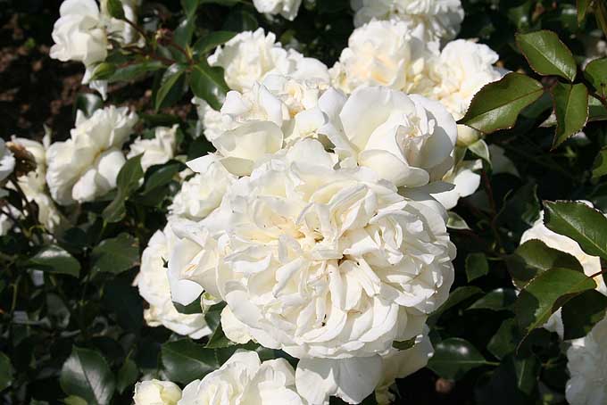 Bunddække rose - Rosa 'White Meidilland' | Kortegaards Planteskole